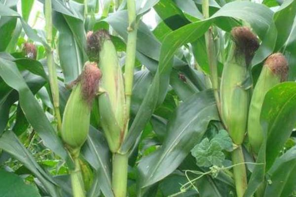 HM3568玉米种子特点,注意防治丝黑穗病
