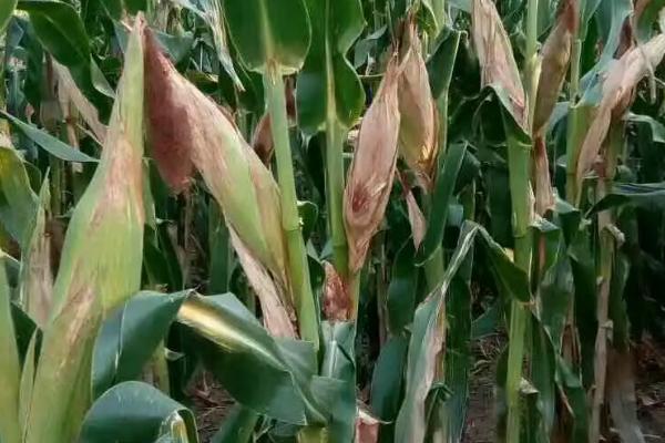 甜618玉米种子简介，密度3300~3500株/亩