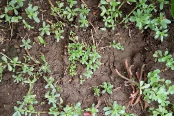 马齿苋怎么管理，旺长期每隔一个月追肥一次