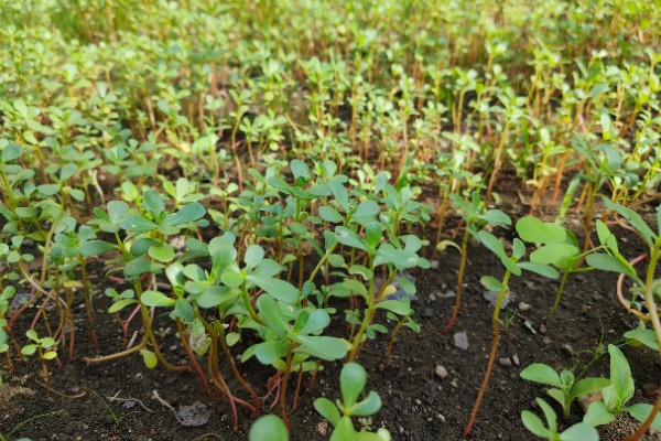 马齿苋怎么管理，旺长期每隔一个月追肥一次