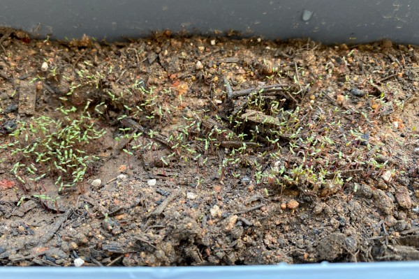 马齿苋怎么管理，旺长期每隔一个月追肥一次