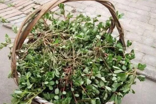 马齿苋怎么管理，旺长期每隔一个月追肥一次