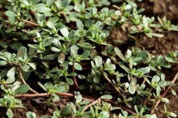 马齿苋怎么管理，旺长期每隔一个月追肥一次