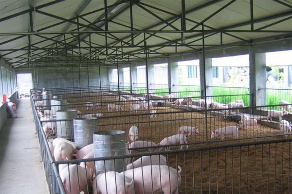 猪舍吊顶用哪种材料隔热保温，彩瓦下面加装气泡镀铝隔热毯