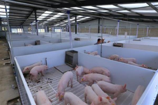 猪舍吊顶用哪种材料隔热保温，彩瓦下面加装气泡镀铝隔热毯