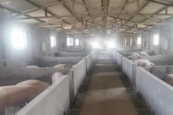 猪舍吊顶用哪种材料隔热保温，彩瓦下面加装气泡镀铝隔热毯