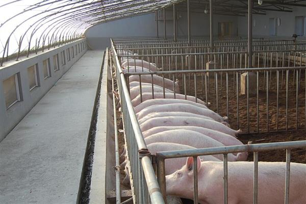 猪舍吊顶用哪种材料隔热保温，彩瓦下面加装气泡镀铝隔热毯