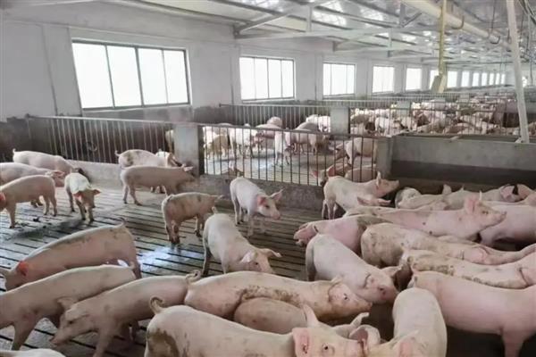 猪舍吊顶用哪种材料隔热保温，彩瓦下面加装气泡镀铝隔热毯