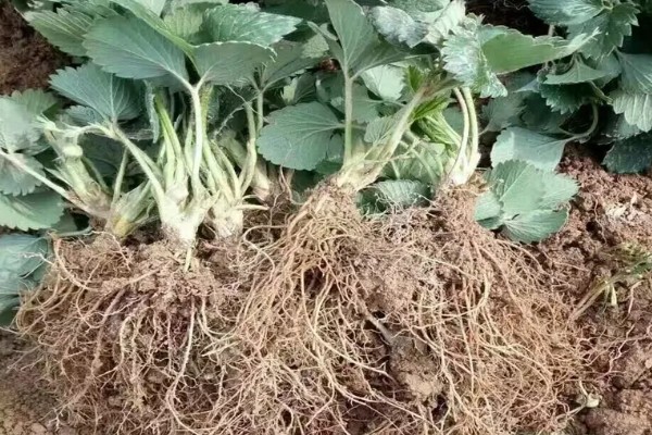 草莓苗的移栽方法,剪除不良叶片带土团移栽