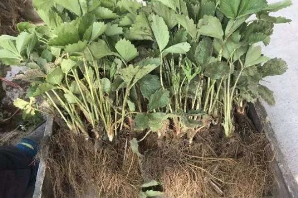 草莓苗的移栽方法,剪除不良叶片带土团移栽
