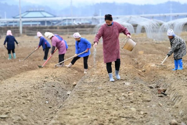 草莓苗的移栽方法,剪除不良叶片带土团移栽