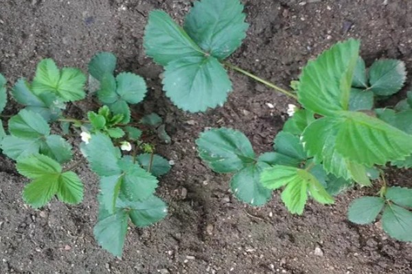 草莓苗的移栽方法,剪除不良叶片带土团移栽