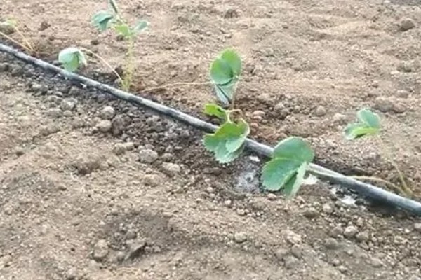 草莓苗的移栽方法,剪除不良叶片带土团移栽