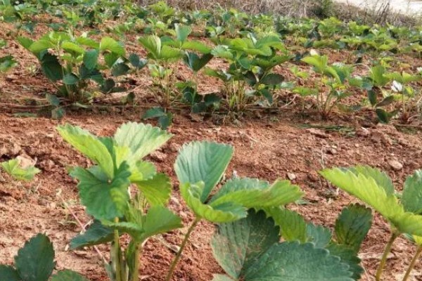 草莓苗的移栽方法,剪除不良叶片带土团移栽