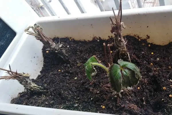 草莓苗的移栽方法,剪除不良叶片带土团移栽