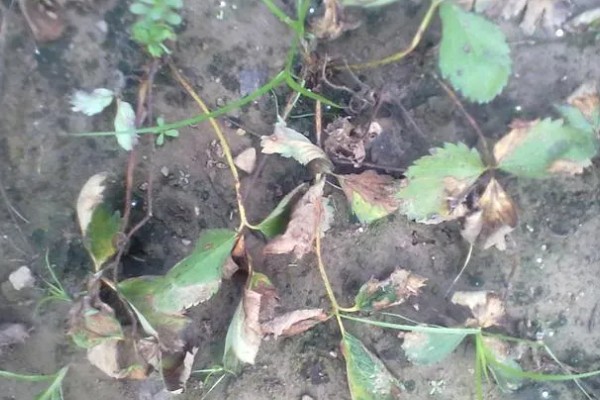 草莓苗的移栽方法,剪除不良叶片带土团移栽