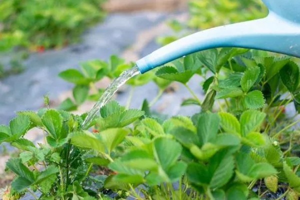 草莓苗的移栽方法,剪除不良叶片带土团移栽