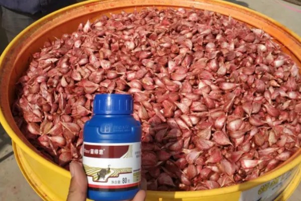 大蒜种植前拌什么药，可以用咯菌腈悬浮种衣剂进行拌种