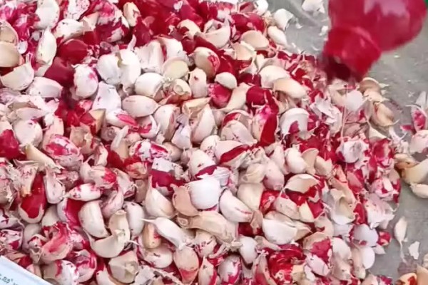 大蒜种植前拌什么药，可以用咯菌腈悬浮种衣剂进行拌种