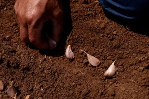 大蒜种植前拌什么药，可以用咯菌腈悬浮种衣剂进行拌种