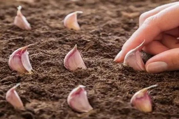 大蒜种植前拌什么药，可以用咯菌腈悬浮种衣剂进行拌种