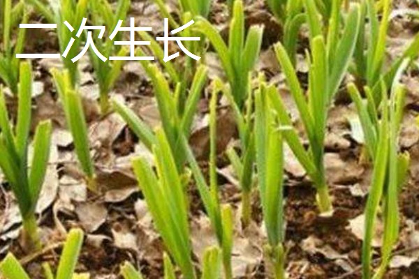 大蒜种植前拌什么药，可以用咯菌腈悬浮种衣剂进行拌种