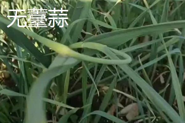 大蒜种植前拌什么药，可以用咯菌腈悬浮种衣剂进行拌种