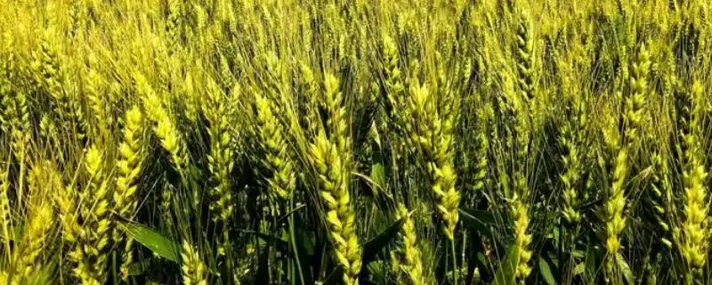 种植小麦怎么防治麦秆蝇，加快前期的生长发育是根本措施