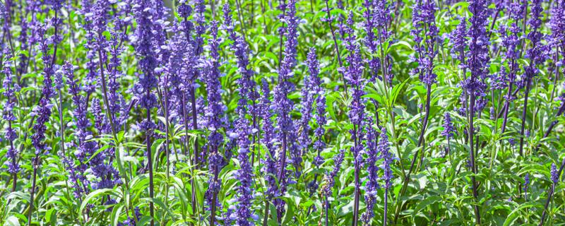 鼠尾草的开花时间，花期一般是6-9月份