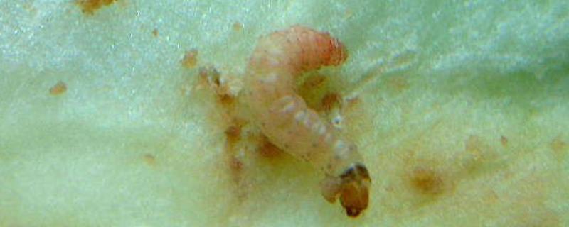 怎么防治山楂桃小食心虫，喷施灭蛾净等药物效果较好