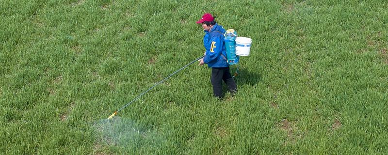小麦除草剂冬季什么时候打合适，幼苗期和返青期打合适