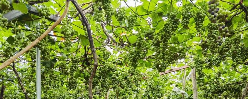 怎么在庭院中栽培葡萄，按照见干见湿的原则浇水