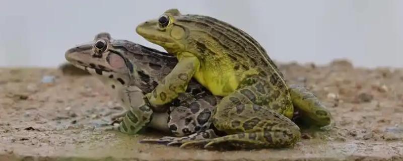 青蛙怎么繁殖，繁殖方式为?体外受精、卵生