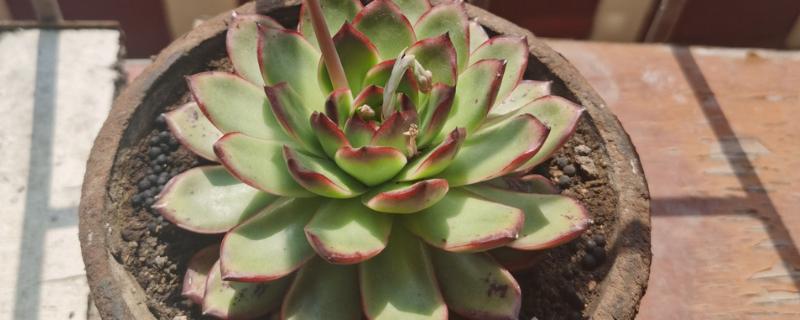 石莲花怎么养殖，夏季每隔1个月追肥一次