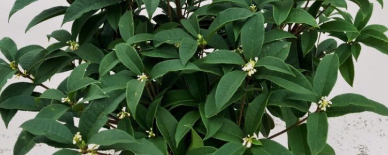 月月桂叶子干枯怎么处理，适合生长在弱酸性的土壤中