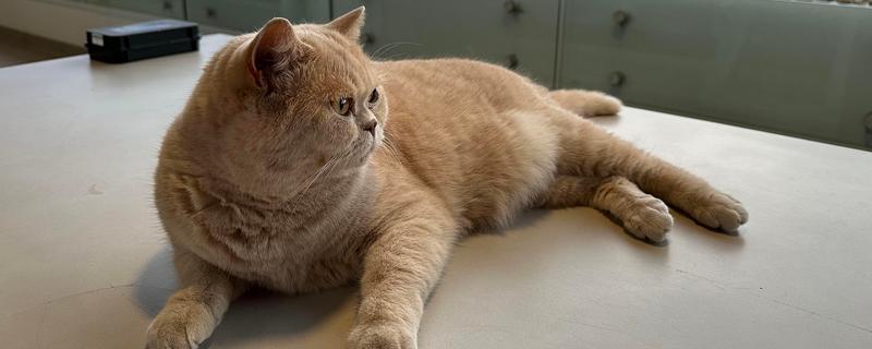 宠物太胖的坏处，容易引起心脏负担、引发肺部疾病等