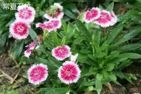常夏石竹和欧石竹有什么区别,株形、花朵、习性等方面都不同