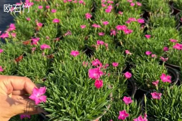 常夏石竹和欧石竹有什么区别,株形、花朵、习性等方面都不同