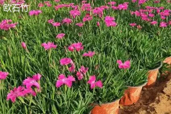 常夏石竹和欧石竹有什么区别,株形、花朵、习性等方面都不同