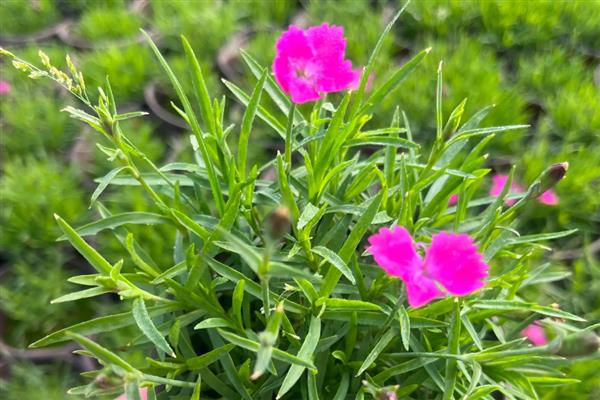 常夏石竹和欧石竹有什么区别,株形、花朵、习性等方面都不同