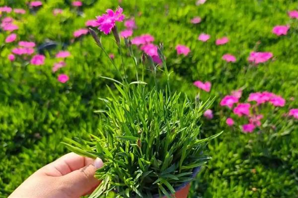 常夏石竹和欧石竹有什么区别,株形、花朵、习性等方面都不同