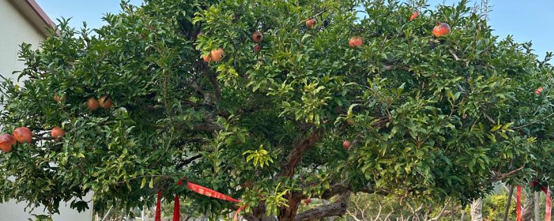 石榴树怎么救活，要将其移到光照良好的地方