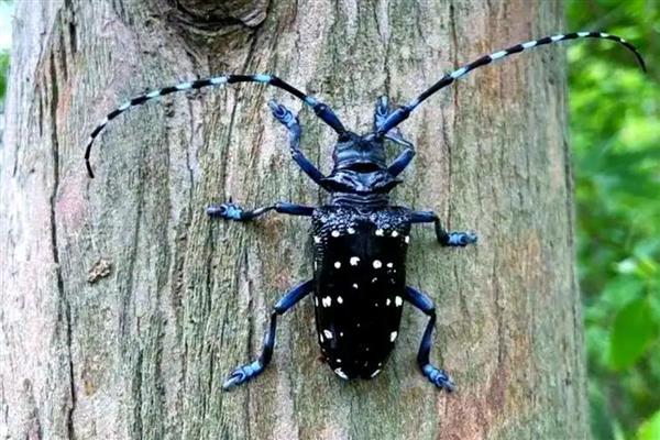 怎么用农药杀天牛，常用药物有高效氯氟氰菊酯乳油等