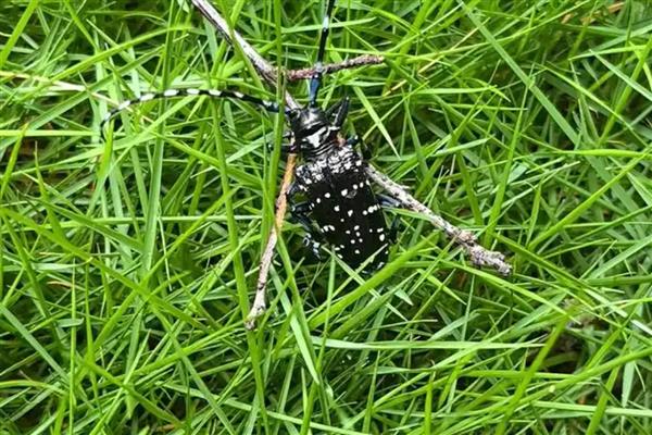 怎么用农药杀天牛，常用药物有高效氯氟氰菊酯乳油等