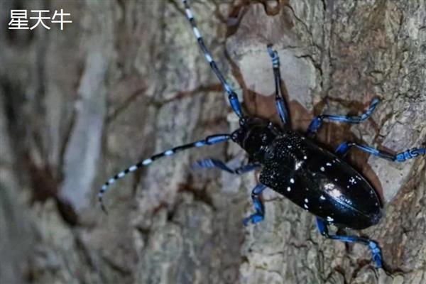 怎么用农药杀天牛，常用药物有高效氯氟氰菊酯乳油等