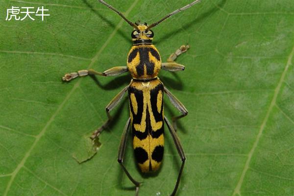 怎么用农药杀天牛，常用药物有高效氯氟氰菊酯乳油等