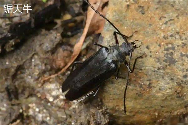 怎么用农药杀天牛，常用药物有高效氯氟氰菊酯乳油等