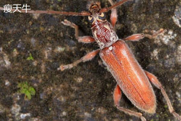 怎么用农药杀天牛，常用药物有高效氯氟氰菊酯乳油等