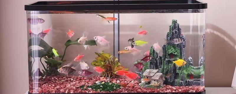 鱼身体腐烂怎么办，隔离后要换水升温