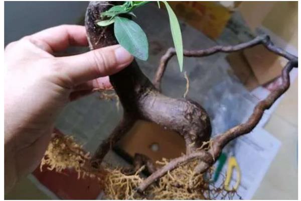 金豆下山桩怎么种植，涂抹生根粉可加快生根速度